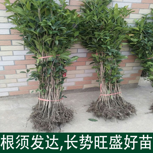 八月桂花树苗金桂丹桂四季桂庭院绿化树苗浓香型地栽室外开花花卉