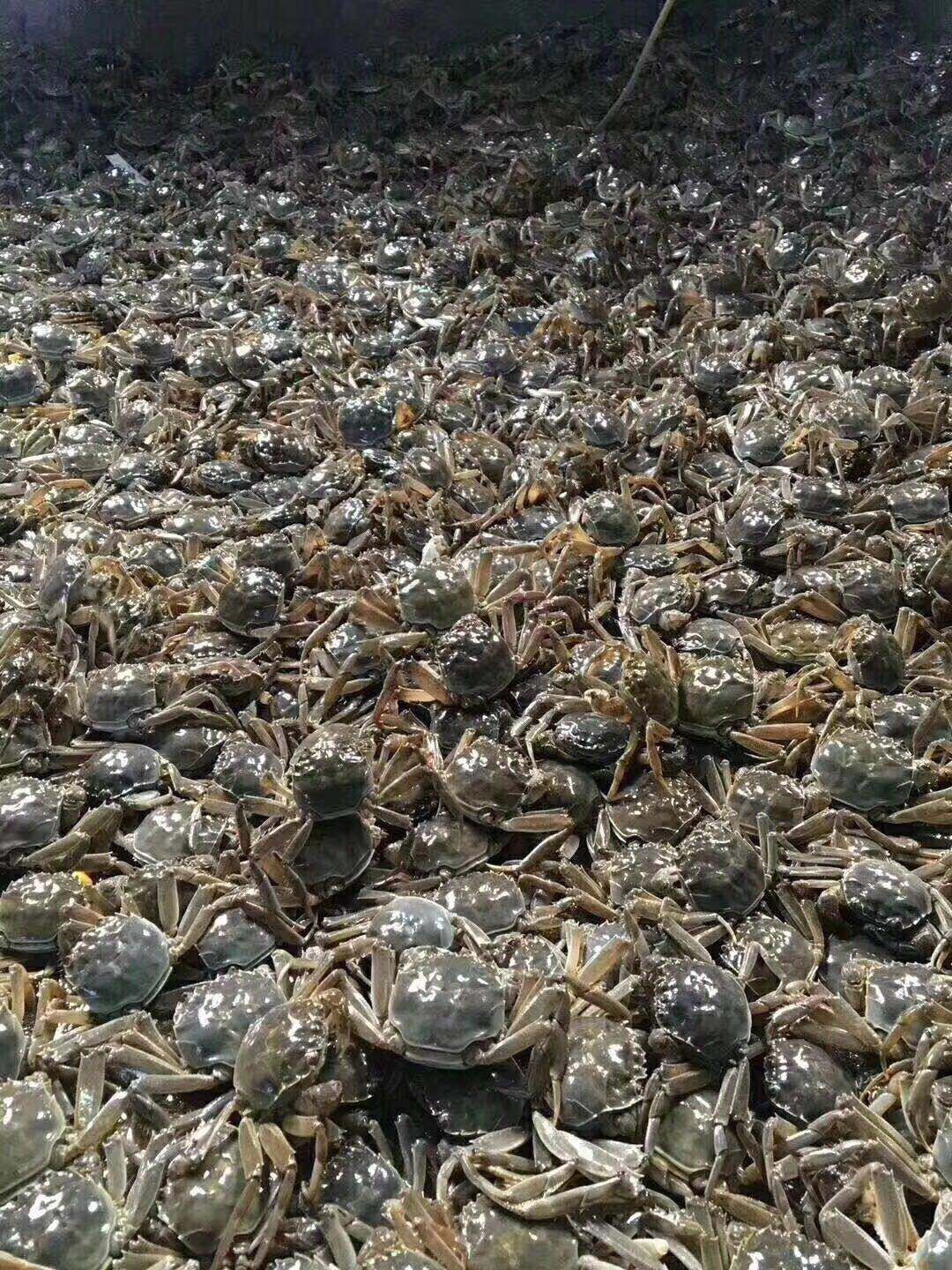 老头蟹，香辣蟹，一元蟹，二元蟹（有货）