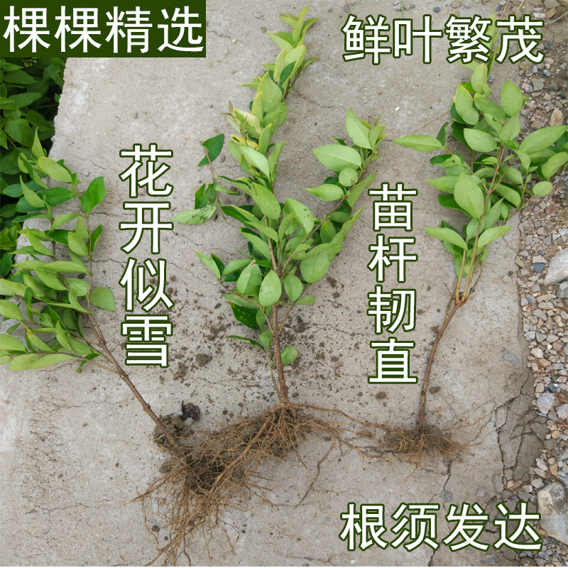 金森女贞树苗室外庭院大叶绿化苗木四季常青园林小苗造型绿篱植物