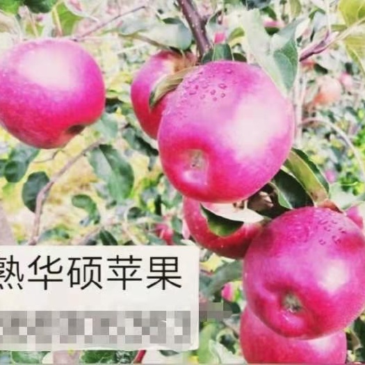 平邑县嘎啦苹果苗  苹果