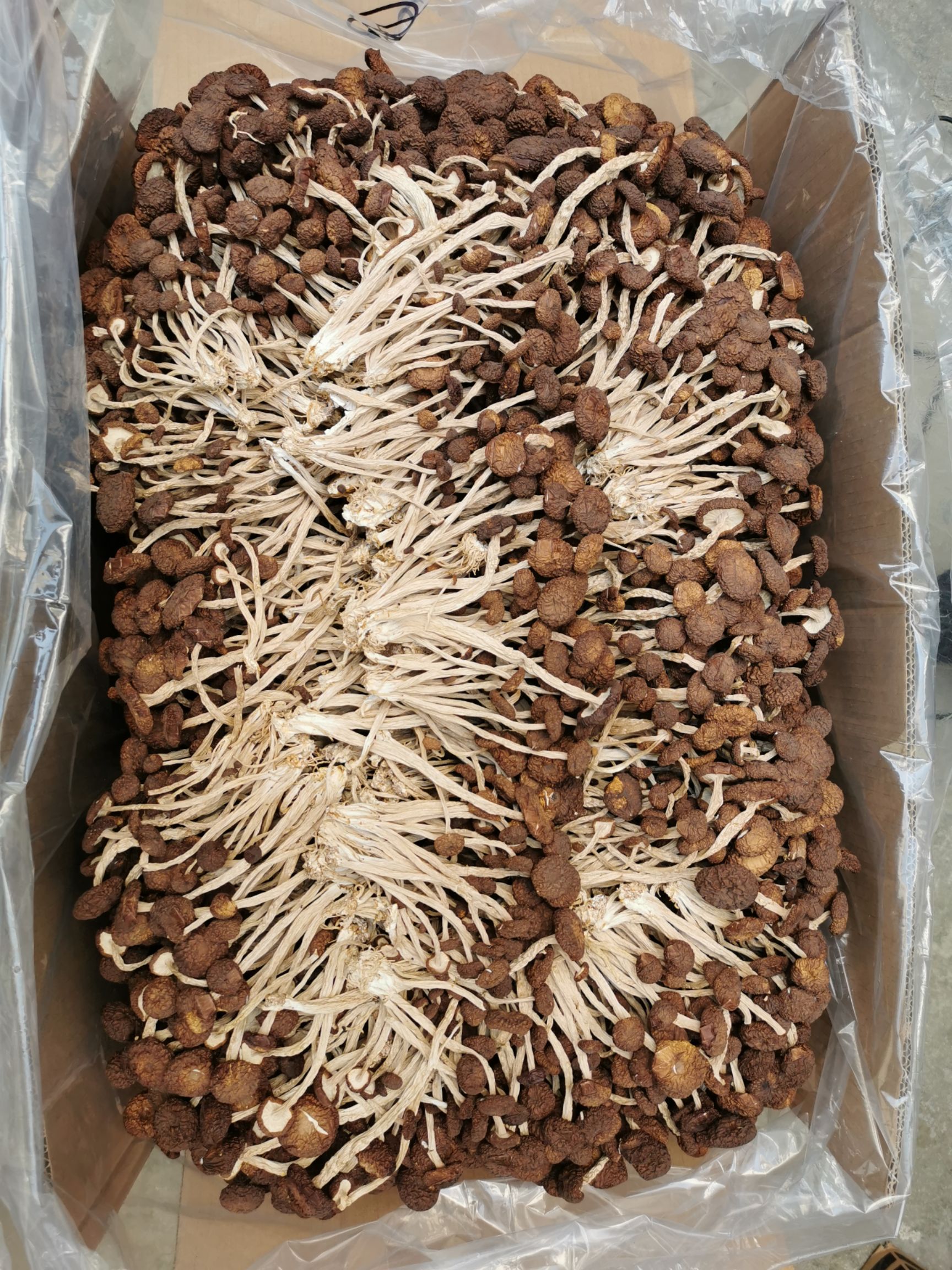 广昌5号茶树菇  2025新货   5号菇   各种长度粗细