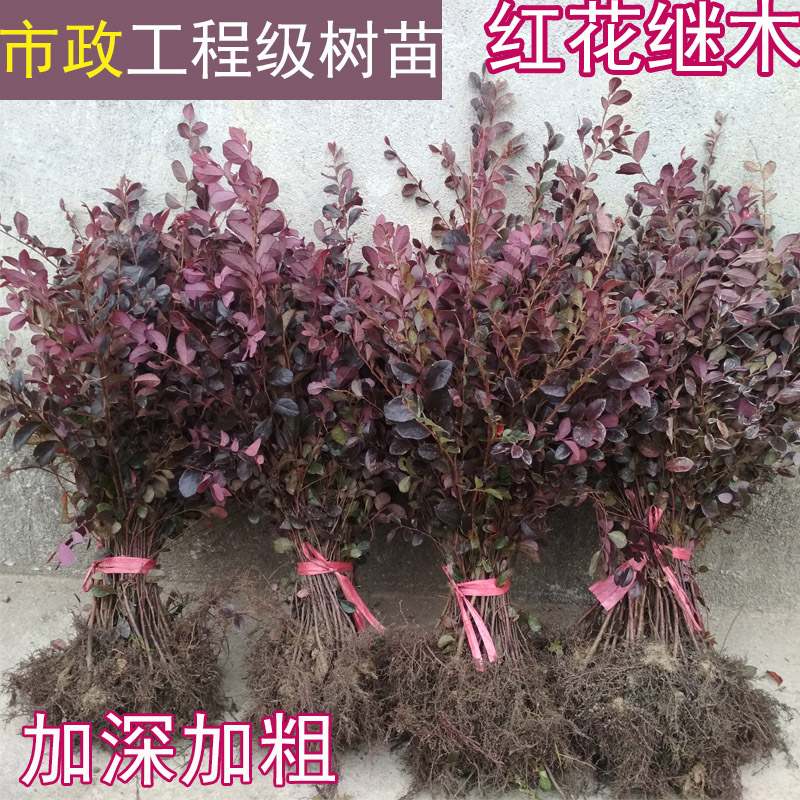黑珍珠红继木  红花继木树苗庭院园林绿化工程红继木小苗盆栽红