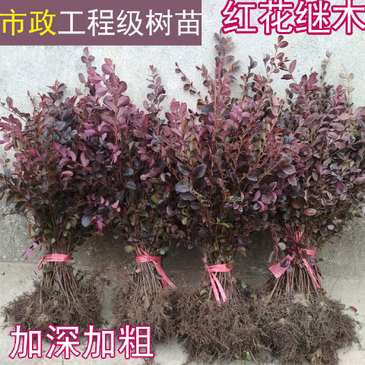黑珍珠红继木  红花继木树苗庭院园林绿化工程红继木小苗盆栽红
