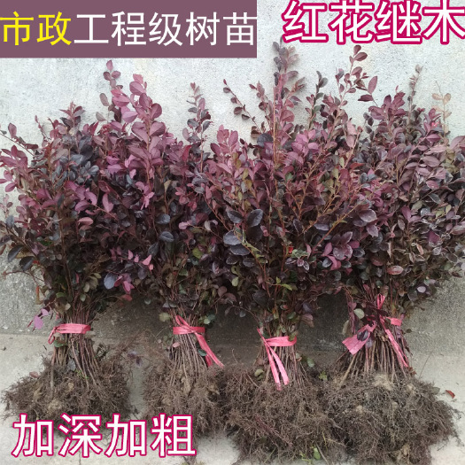咸宁黑珍珠红继木  红花继木树苗庭院园林绿化工程红继木小苗盆栽红
