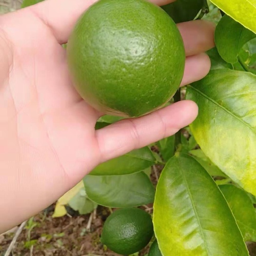 万州青柠檬孕妇水果柠檬榨汁奶茶专用支持一件代发