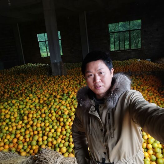新宁县纽荷尔脐橙 新宁脐橙纽荷尔崀山红心脐橙