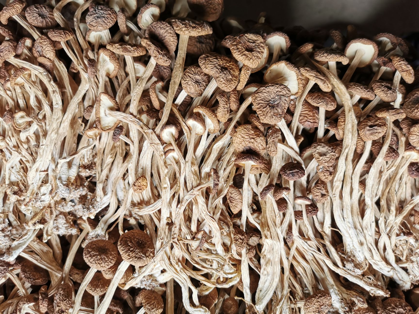 广昌3号茶树菇    新货    未开伞   10斤起包邮