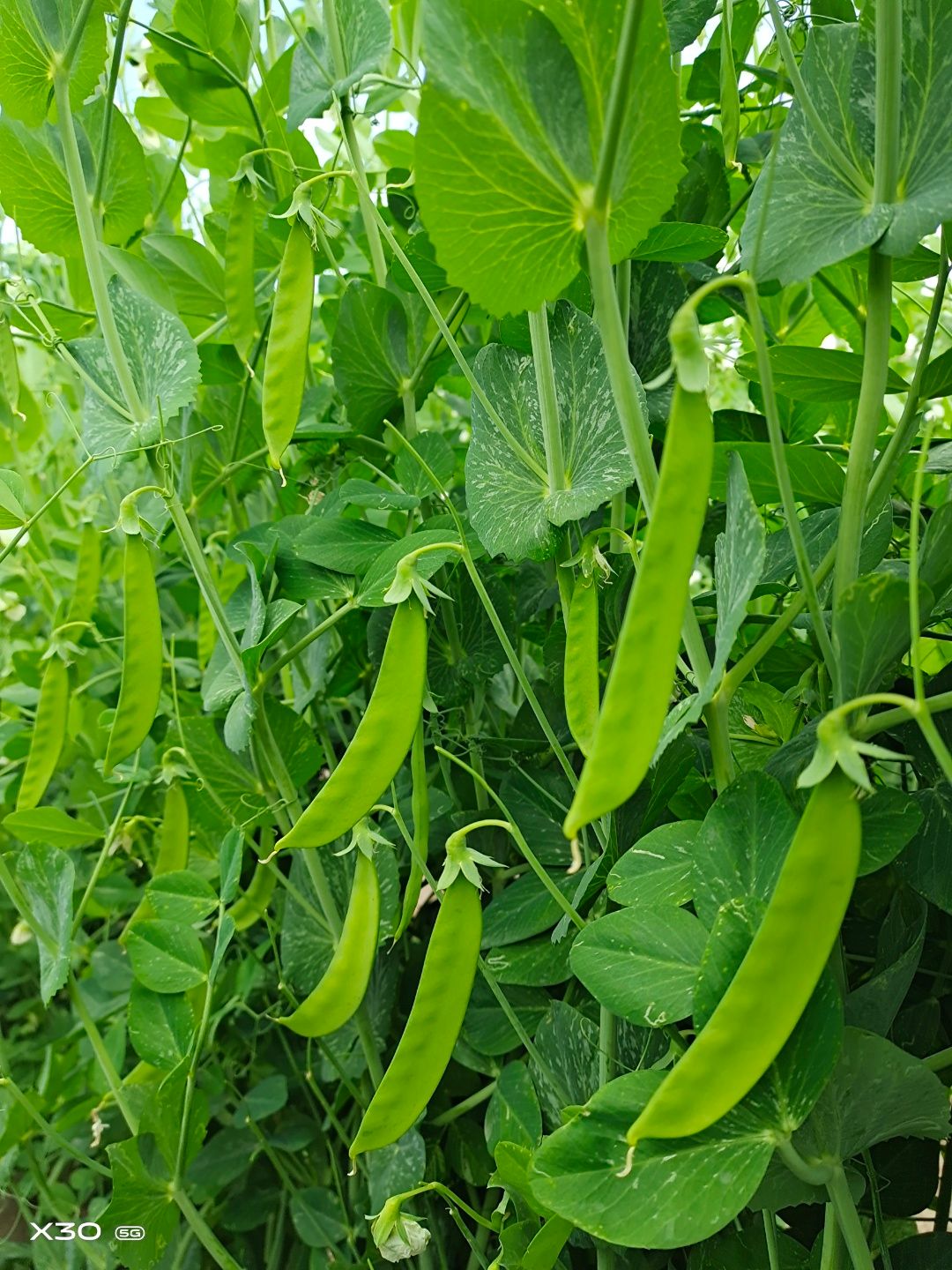 白花豆荷兰豆种子  乐美608白花荷兰豆，荚型平直美观，