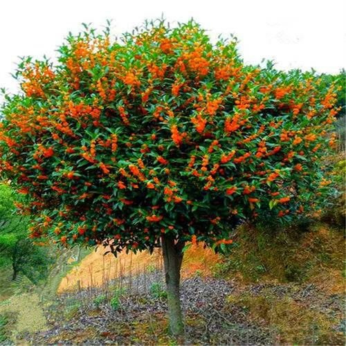 丹桂树浓香型桂花树大型庭院地栽绿化工程植物原生盆栽朱砂桂花卉
