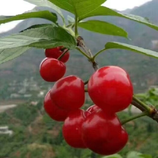 纳雍县山樱桃苗 小樱桃