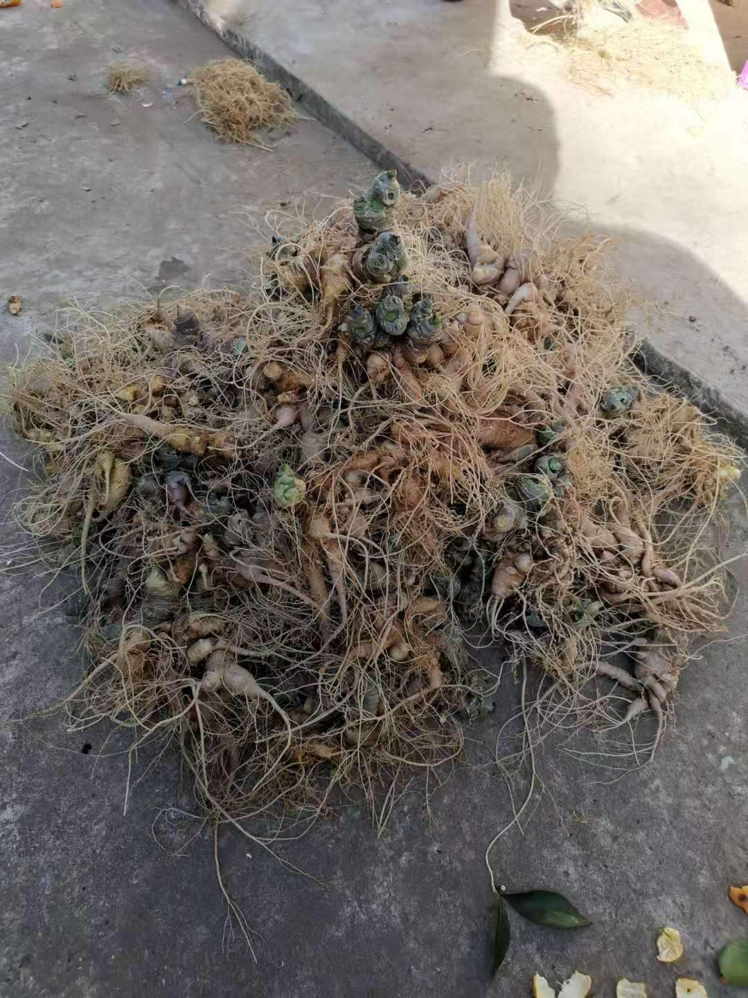 黑三七