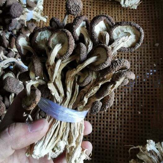 南丰县广昌5号茶树菇  广昌5号/3号   扎把     帽厚不开