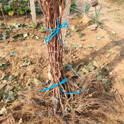 卢龙县巨峰葡萄苗  ，当年结果，基地直供，1公分以上，挂过量大
