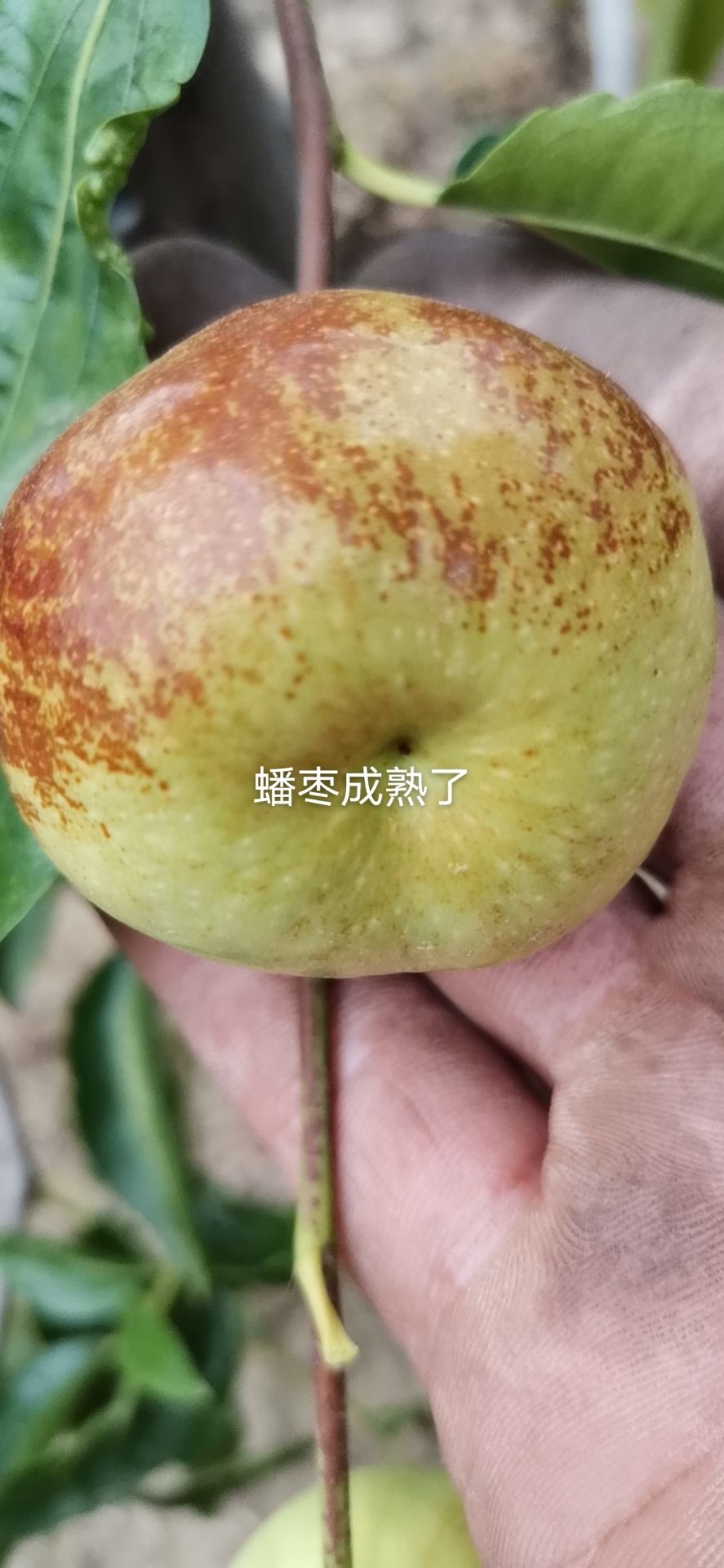 蟠枣苗 嫁接苗 裸根苗