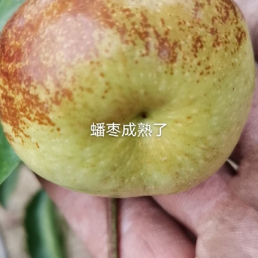 滨州蟠枣苗 嫁接苗 裸根苗