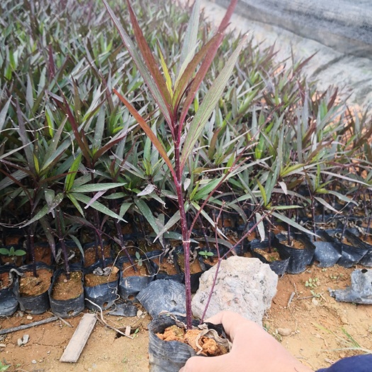 东莞市翠芦莉盆栽  翠芦莉  0.5米以下