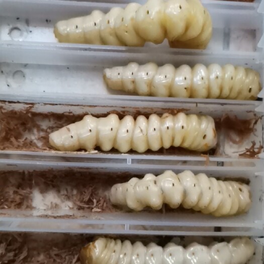 宁远县湖南宁远中和缘态土鸡，斗米虫