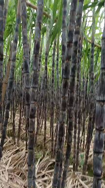 新品种黄皮甘蔗、裂口少、颜色绿黄无棉心无黑心红点黑皮甘蔗