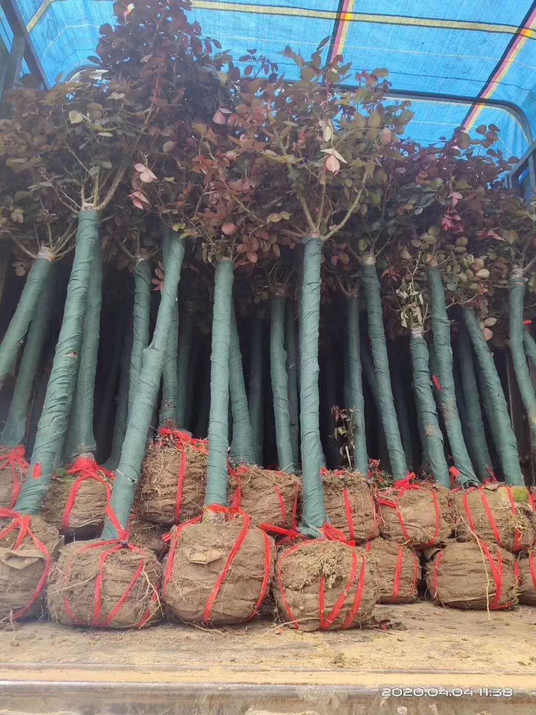 树状月季  河南内乡树状大花月季，美美美3-9公分七个月花期