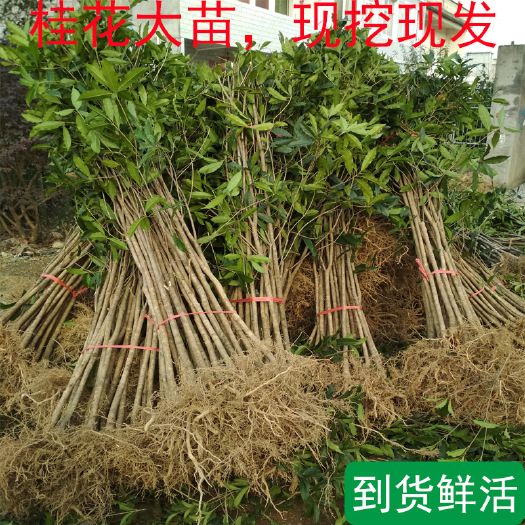 征地金桂丹桂桂花树苗地栽苗50棵庭院绿化大型花瓶3米高桂花苗