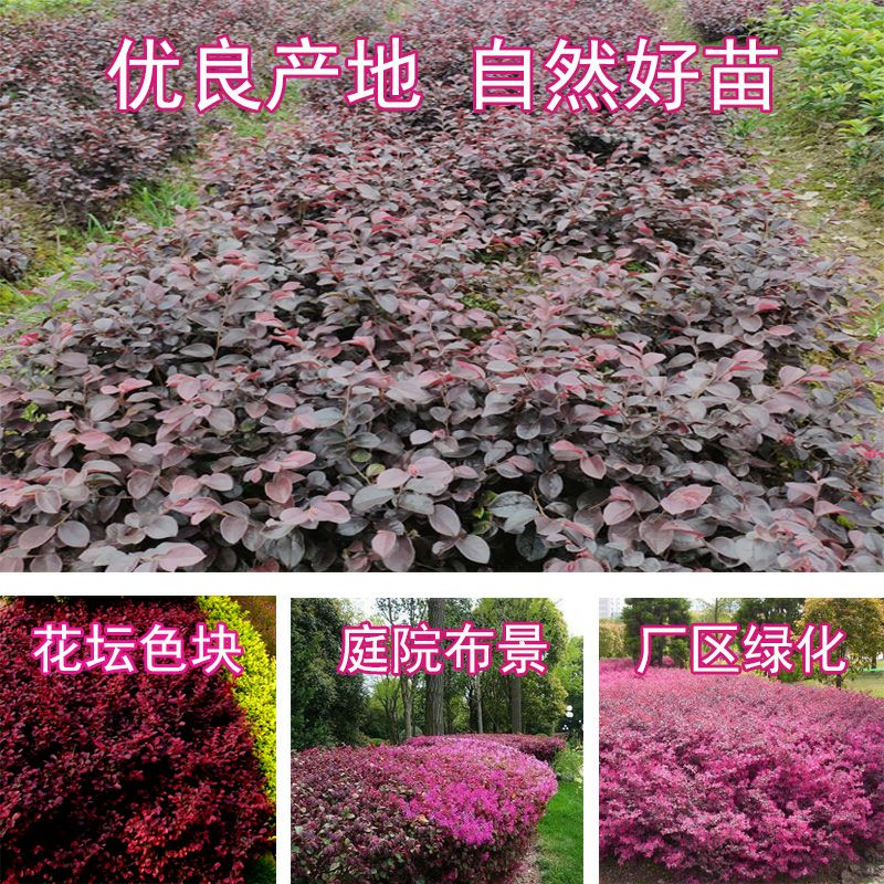 黑珍珠红继木  红花继木树苗庭院园林绿化工程红继木小苗盆栽红