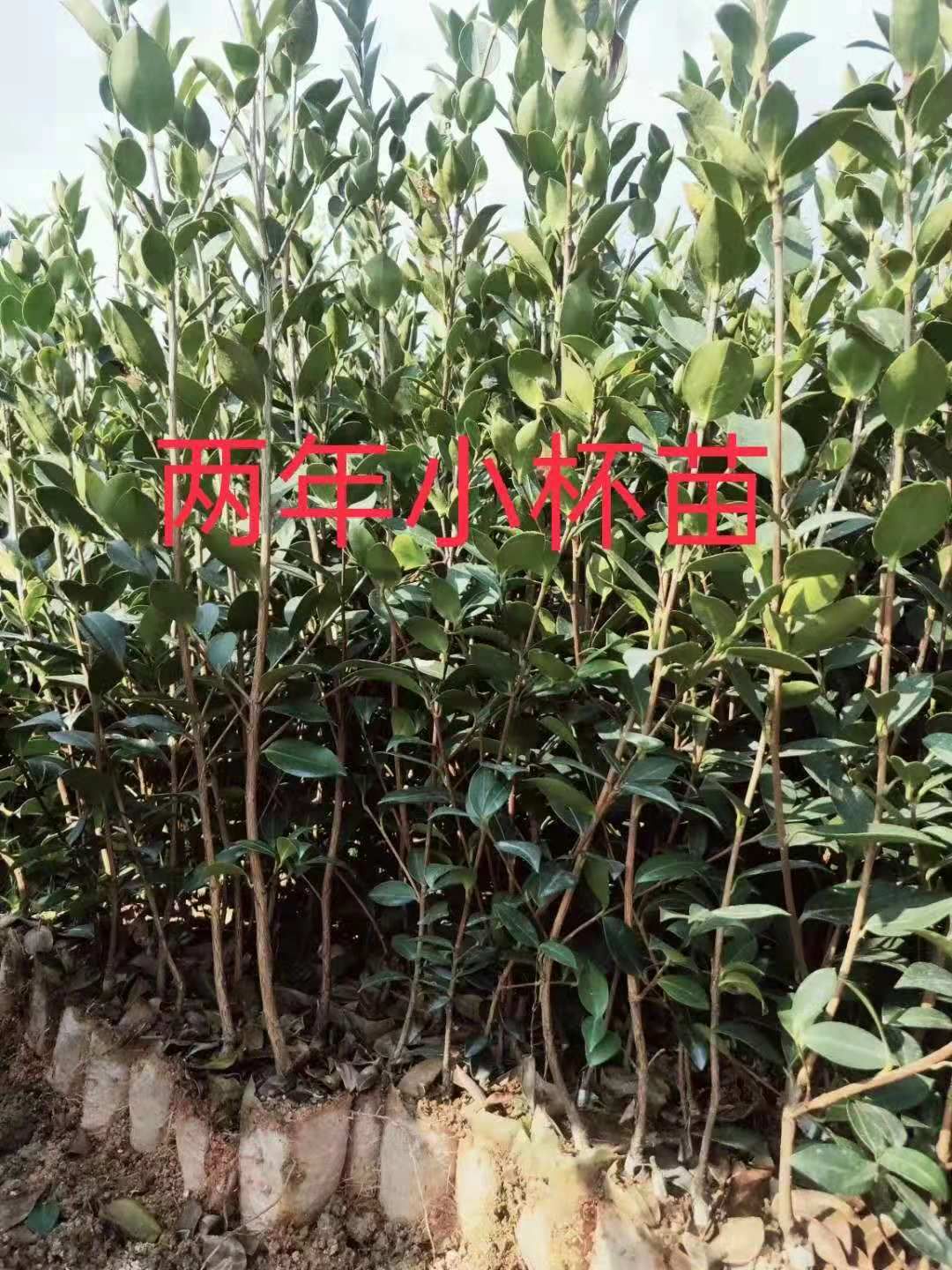 油茶树苗  湘林系列，长林系列油茶杯苗，见钱就卖。