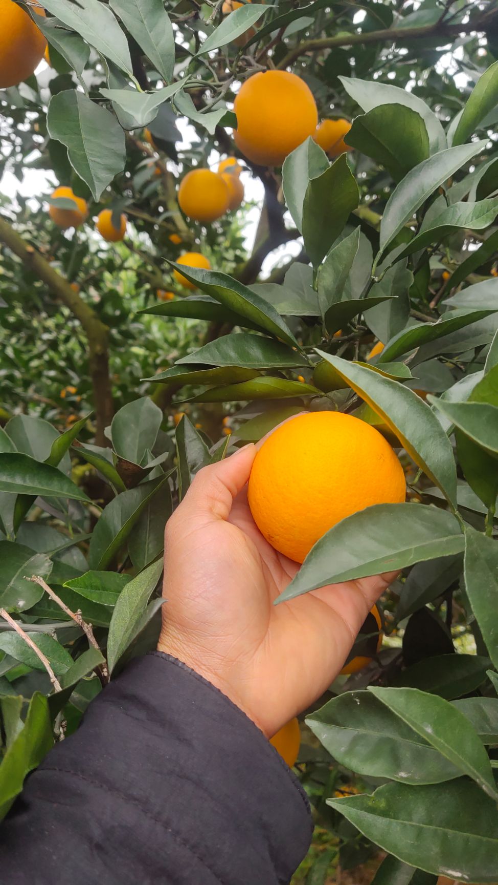 冰糖橙 冰糖橘甜度高，大量货源，皮张个头没有话讲，走亲访友必不可少，