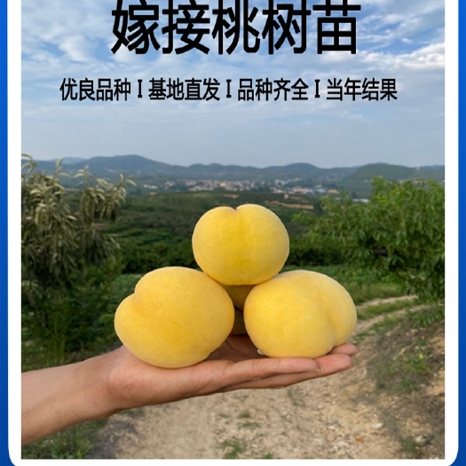 平邑县南非黄桃苗 0.8公分以上 