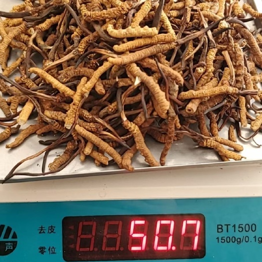 🏔冬虫夏草→断草由来原因如下：1⃣断草是藏民在采挖的时
