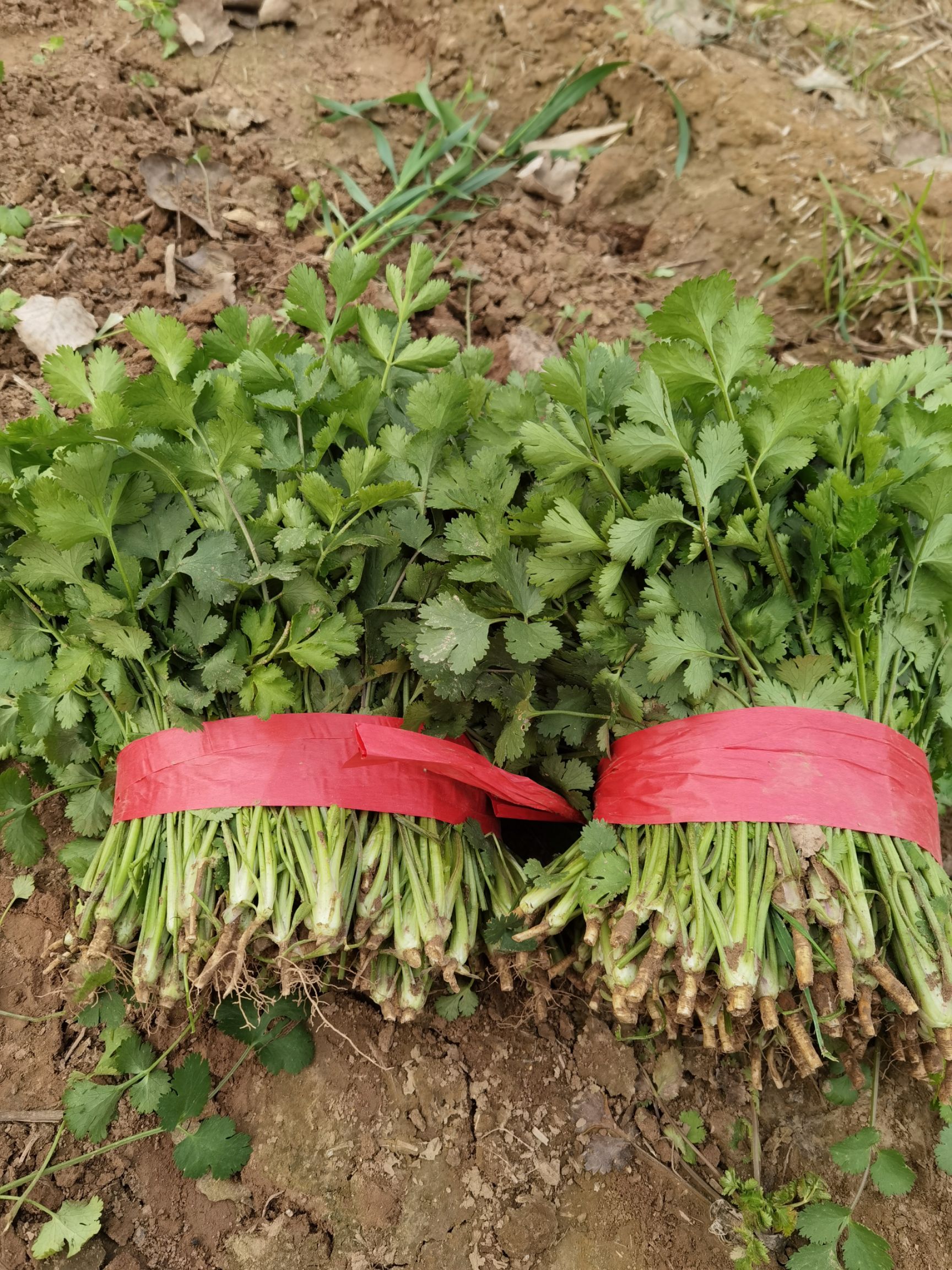 大叶香菜 25~30cm 