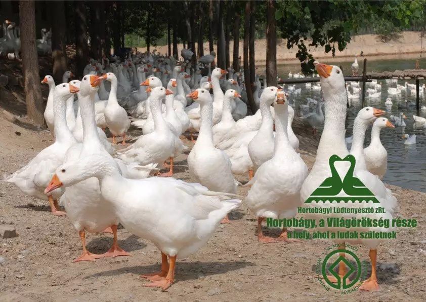 霍尔多巴吉鹅 霍尔多巴吉种公鵝200天