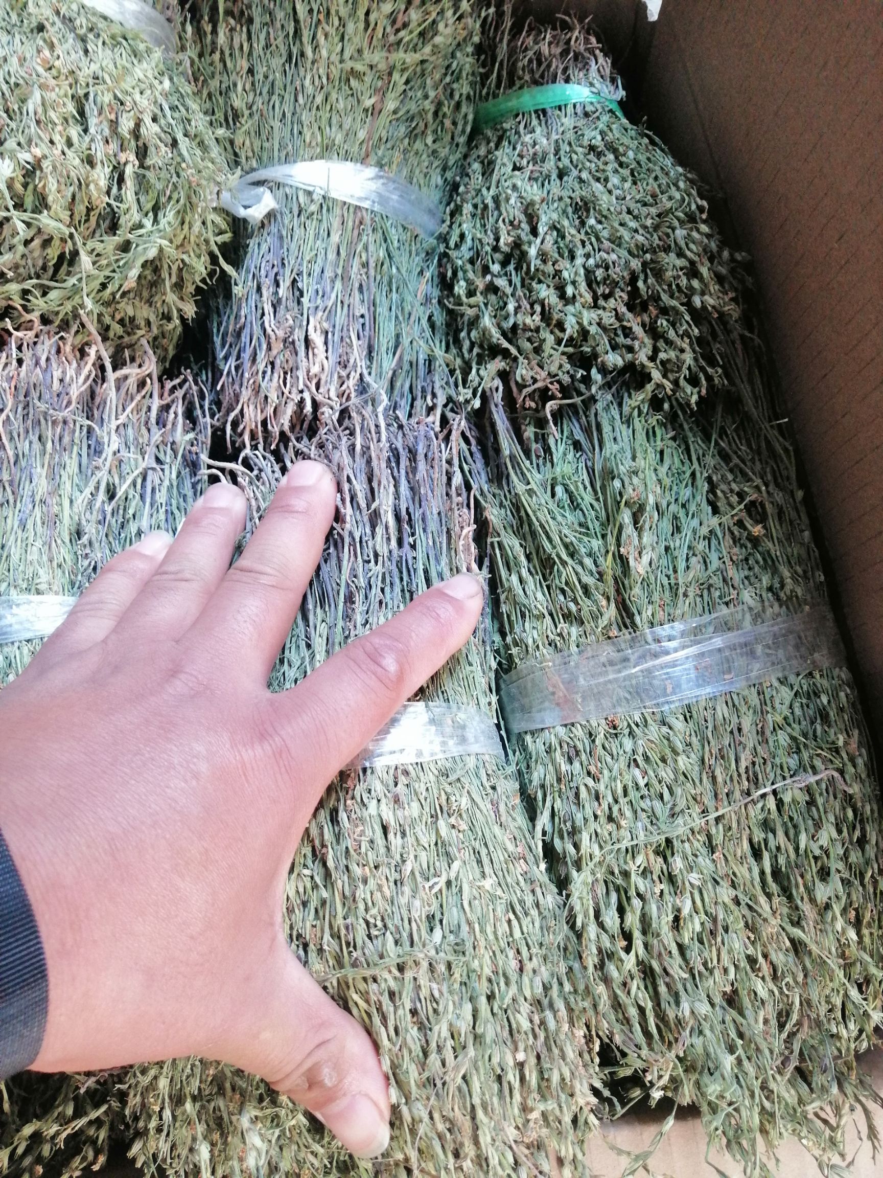独脚柑 短绿货，数量不多。价格合理，先到先得。
