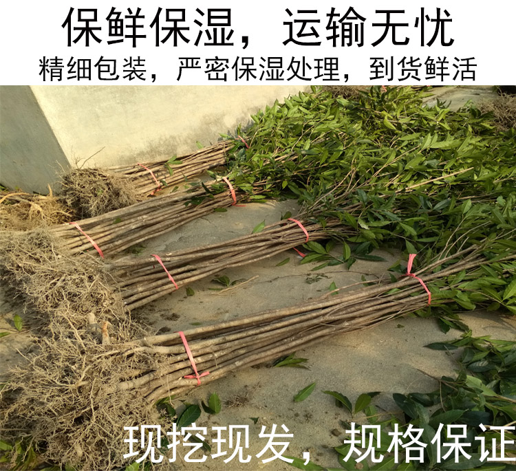 征地金桂丹桂桂花树苗地栽苗50棵庭院绿化大型花瓶3米高桂花苗