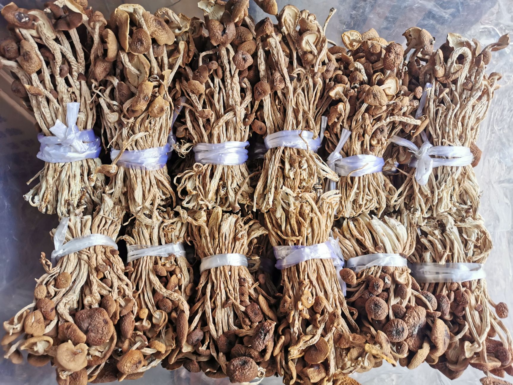 广昌5号茶树菇  广昌5号/3号   扎把     帽厚不开