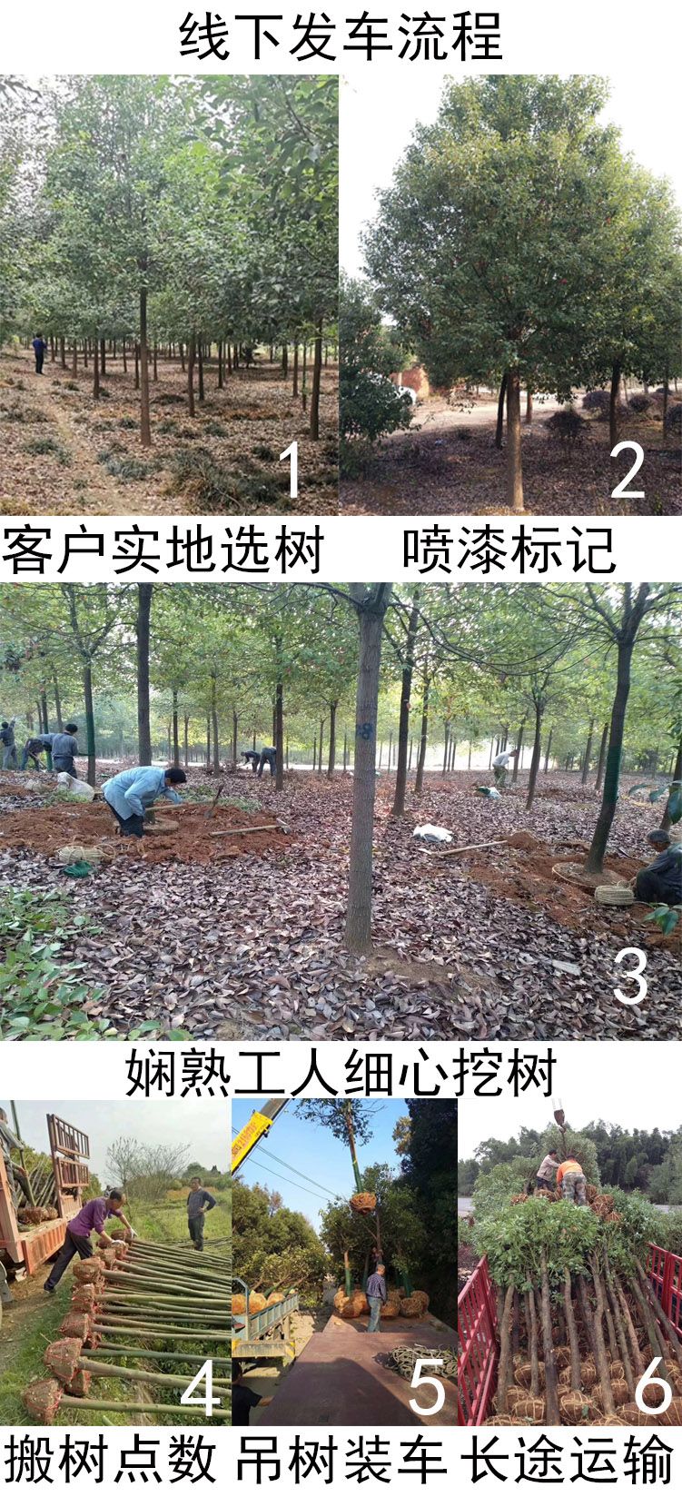 基地直发香樟苗木庭院截杆香樟树常青工程樟树园林绿化行道树大叶