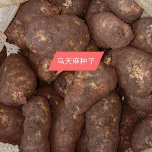 彝良县天麻  昭通彝良天麻