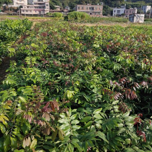 容县 石硖龙眼苗