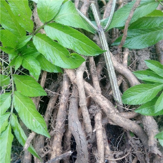 接骨草 陆英根，又名接骨木，天然生长药用价值