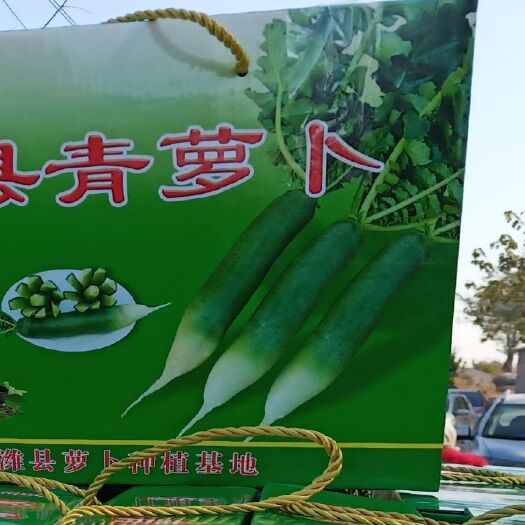 潍坊潍县萝卜 1~1.5斤 