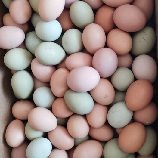  笨鸡蛋，土鸡蛋，散养土鸡吃虫玉米，要的联系！