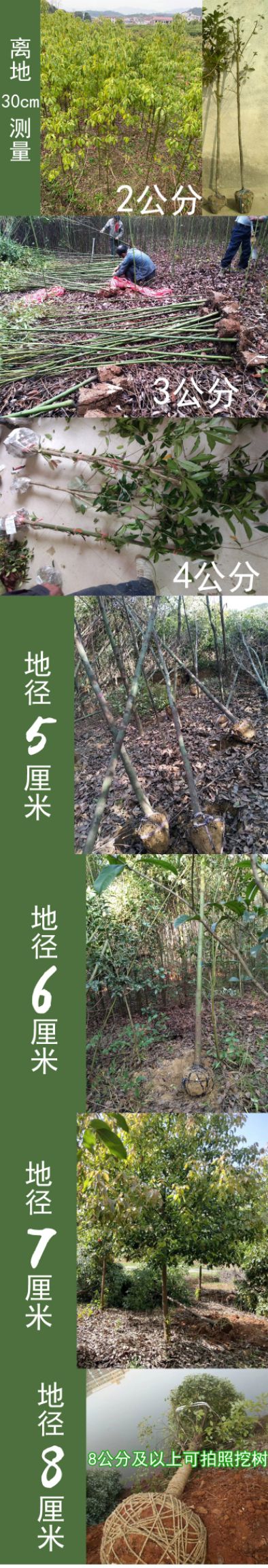 基地直发香樟苗木庭院截杆香樟树常青工程樟树园林绿化行道树大叶