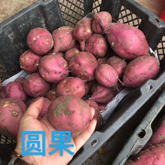 澄迈县澄迈桥头地瓜丨圆果 高系14 富硒板栗薯 产地批发