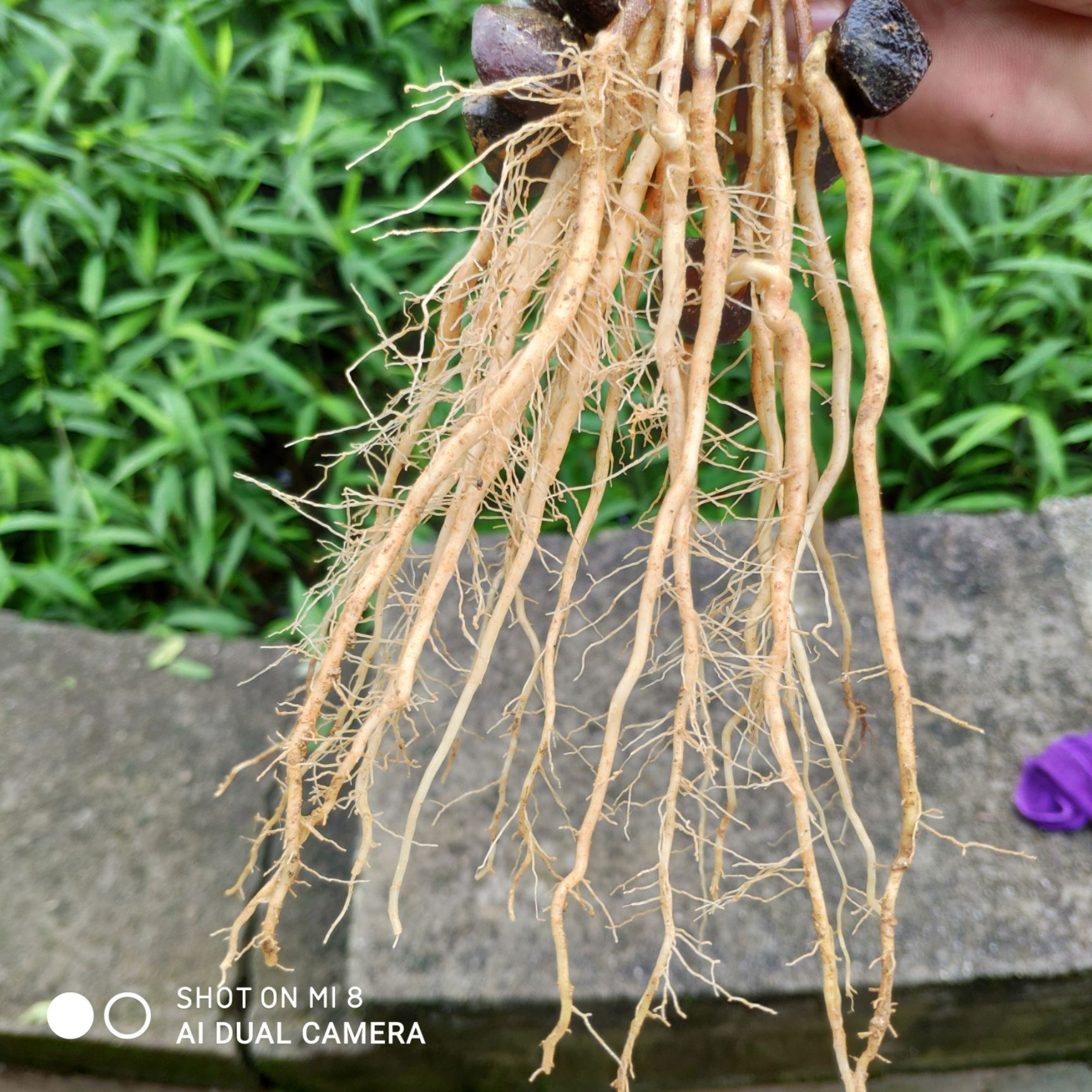 小籽油茶  油茶苗  油茶芽苗 油茶种苗 白花大果油茶油茶实生苗