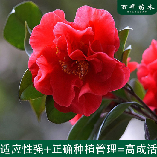 茶花苗  茶花树苗大型室外四季庭院耐冬开花植物室内盆栽浓香型
