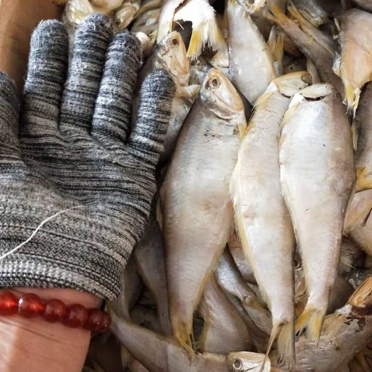 滨州咸鱼干 渤海湾咸马囗鱼