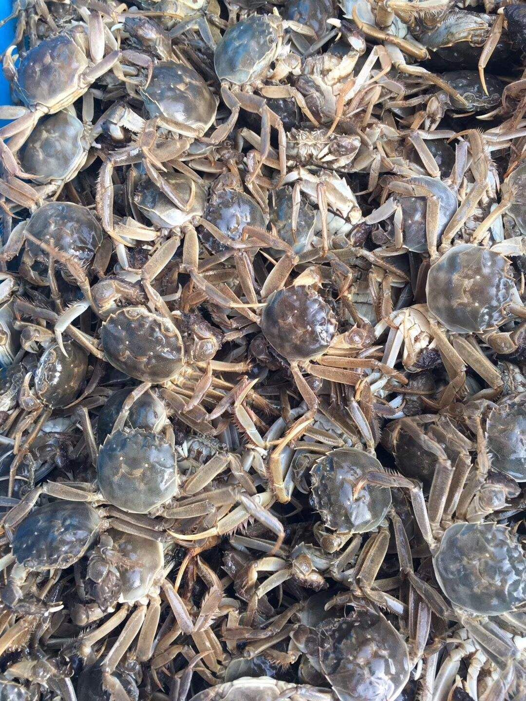 老头蟹，香辣蟹，一元蟹，二元蟹（有货）