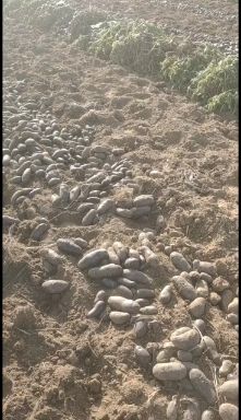 黑土豆，黑金刚土豆，彩色马铃薯