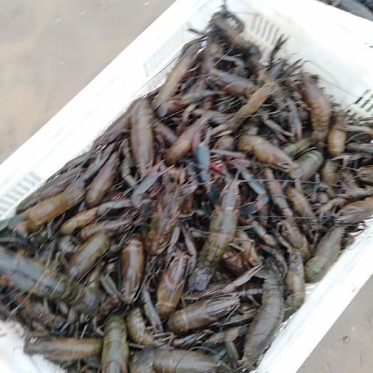 江门 澳洲淡水龙虾小龙虾统货8钱起