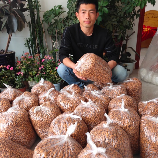 桃树种子  毛桃种子桃芽批发   量大从优一斤950粒  一