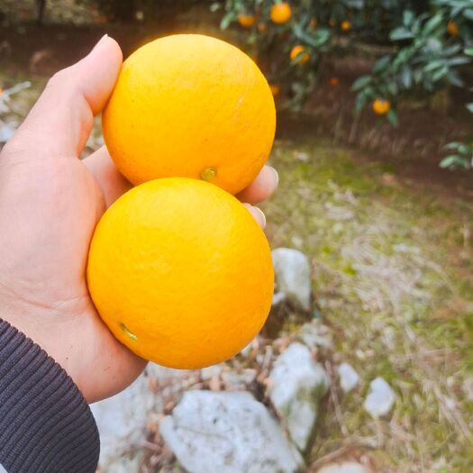 灵川县埃及糖橙 蜜香橙大量供应，看货给价